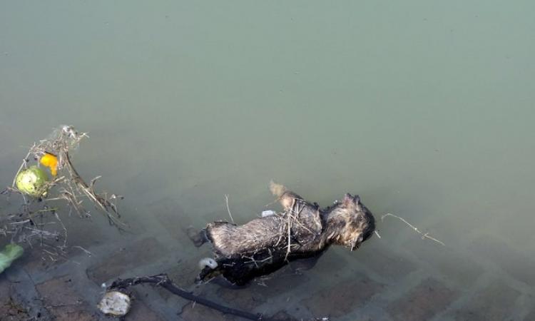 Body of a puppy floating in one of Punjab's public water supply tanks