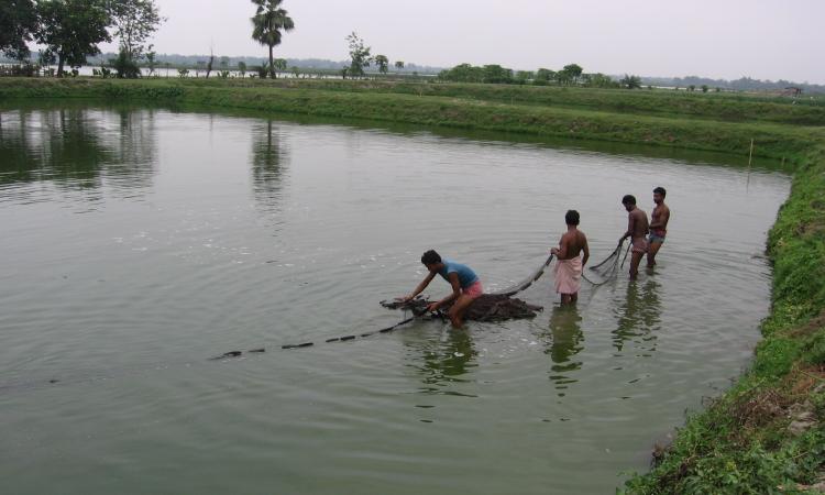 Fish rearing on wastewater, East Kolkata Wetlands