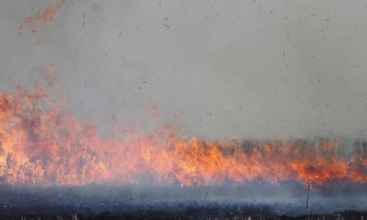 A large amount of crop residues are available in western UP and most of these are burnt in the field (Image: Ed Dunens, Flickr Commons)