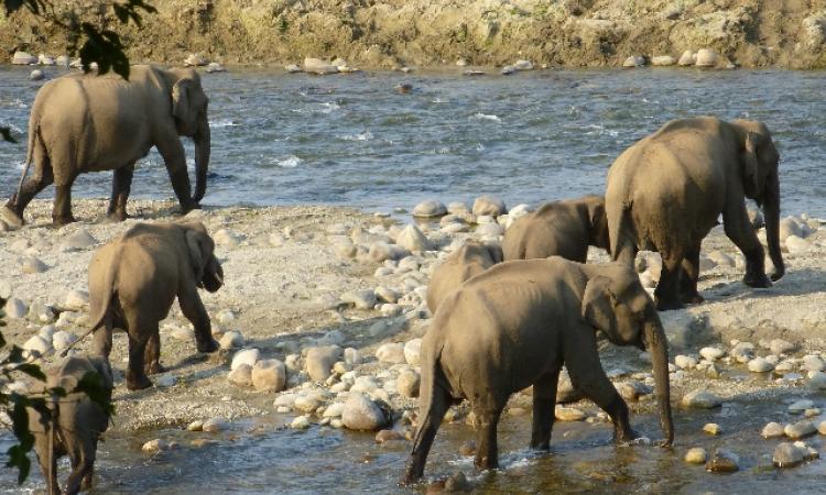 A herd of elephants cross the Ramganga river at Corbett National Park