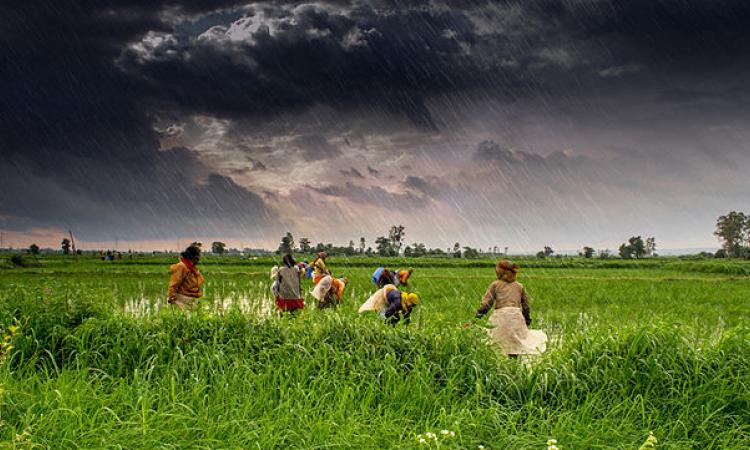 Better weather services to benefit farmers. (Pic courtesy: Rajarshi Mitra/Wikimedia Commons)
