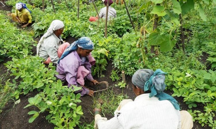 Farm women, overworked and underpaid (Image Source: India Water Portal)