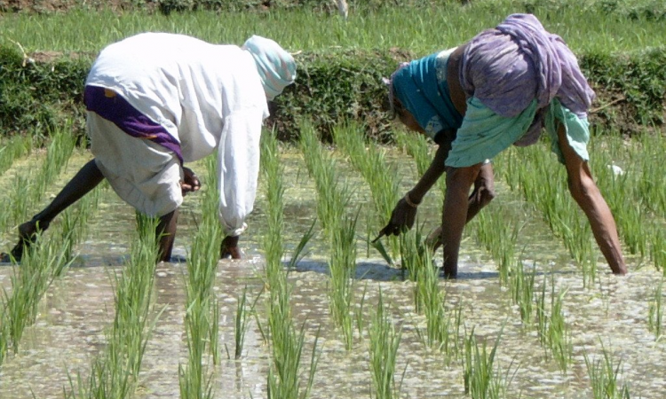 Water and agriculture ( Source: Wikipedia)