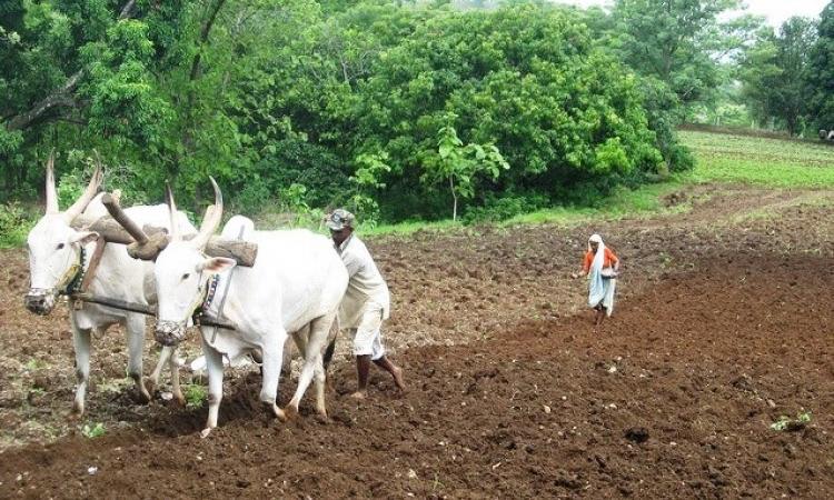 A farmer in his field. (Source: India Water Portal)