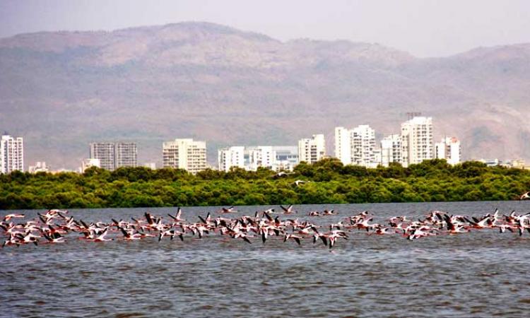 Thane Creek hosts a variety of migratory birds. (Picture courtesy: The Indian Express)