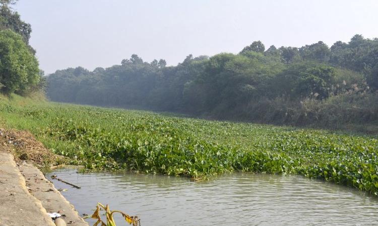 A wetland in Punjab (Source: IWP Flickr photos)