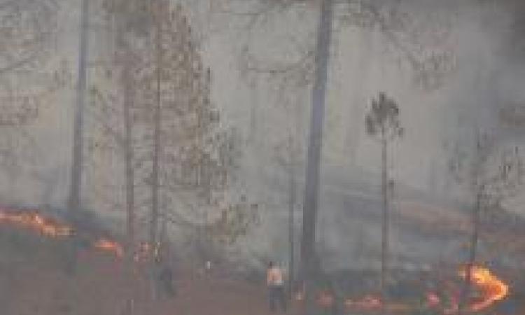A man tries to beat out a wildfire in pine forest