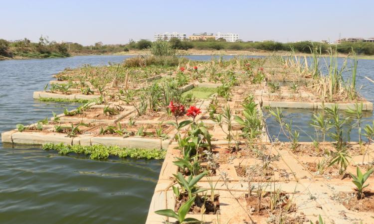 Floating treatment wetland at Neknampur lake. (Pic courtesy: 101Reporters)