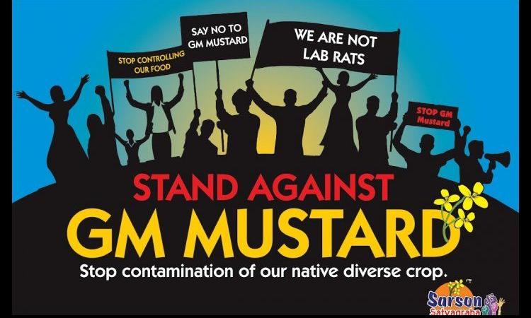 Opposition to GM mustard intensifies in India. (Image: Swadeshi Kheti)