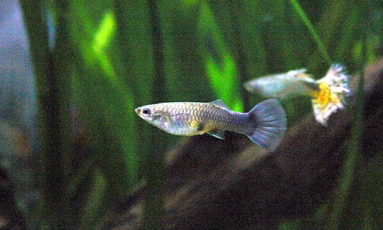 Guppies for mosquito control (Image Source: Rchampagne via Wikimedia Commons)