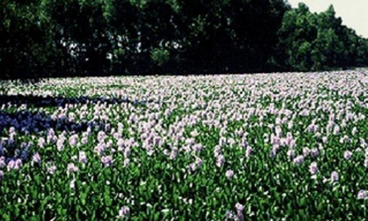 Harike wetland (Source: Wikimedia Commons)