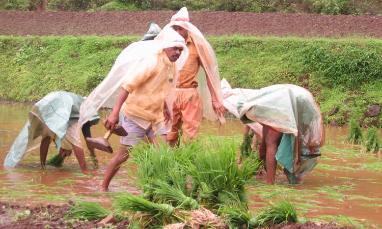 Farmers transplanting paddy seedlings