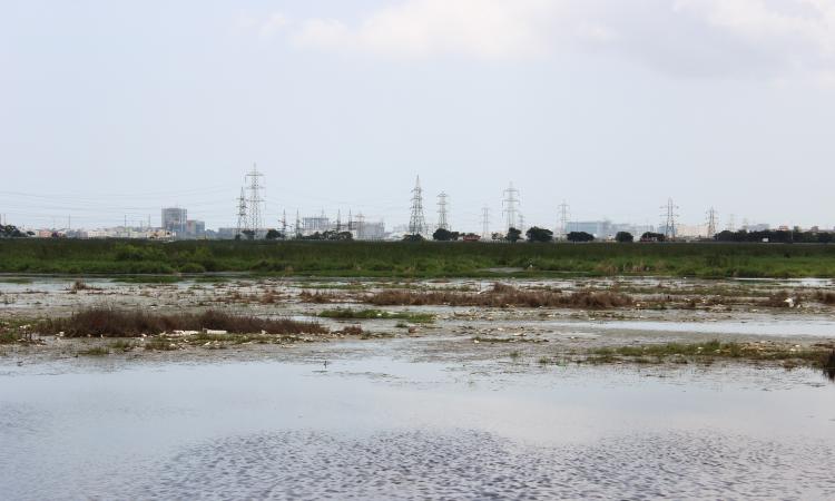 Kazhiveli' of Pallikaranai near Chennai