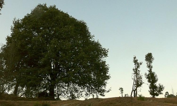 These two neighbouring oak trees, one untouched and the other over-lopped, are both managed by the women of one family and illustrate the impact that women have on forests