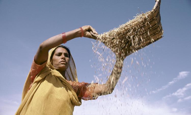 The prolonged lockdown has increased the dependence of farmers on food supply through the public distribution system as well as the need to grow a good crop in kharif season. (Image: UNESCO)