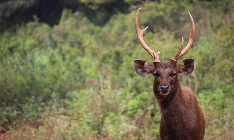 Indian wild deer (Source: Tjdeena via Wikipedia Commons)