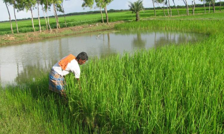 Integrated Rice Fish Culture Unit Rajnagar (Source: RCDC, Odisha)