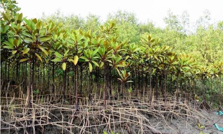 A restored site of degraded mangroves. Image credit: India Science Wire