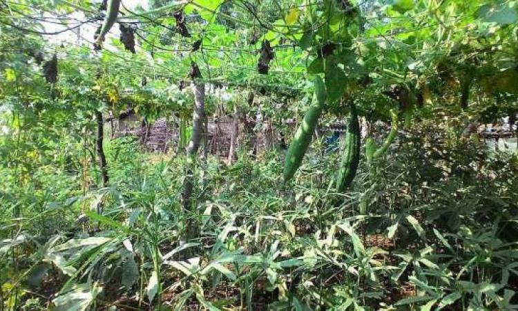 Nutrition garden developed in Jhabua for sustainable nutrition and resistance from fluorosis among villagers.