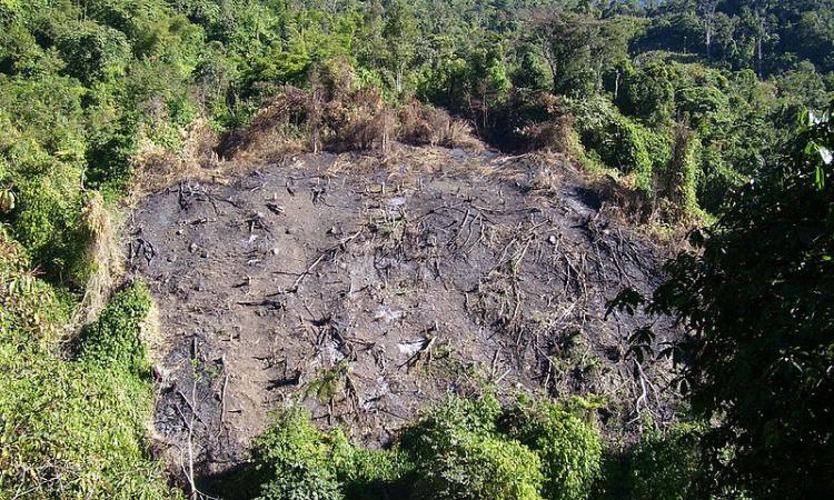 Shifting cultivation lands (Source: Prashant N S, 2006, Wikimedia)