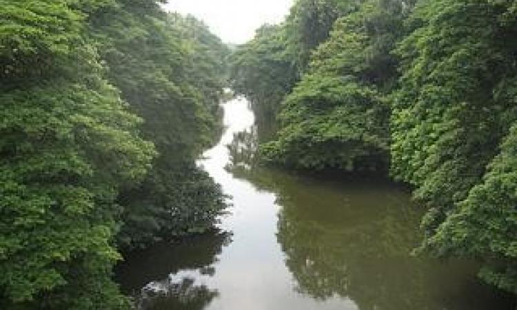 Karamana river from the Karamana Bridge