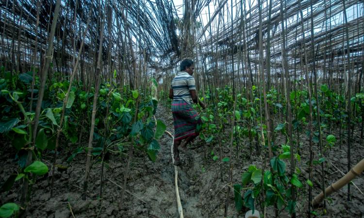 Betel (popularly used in paan) plantation is a major occupation in the Sundarbans. Pulak Bhakta is assessing the damage done to his plantation right after Amphan. The plantation is spread over two and a half bigha of land. According to Pulak, the total loss he has suffered is around INR 3 lakhs. Pulak already bears the burden of a loan which he had taken to set up his plantation. His future seems uncertain and bleak now. (Image: WaterAid/ Subhrajit Sen)