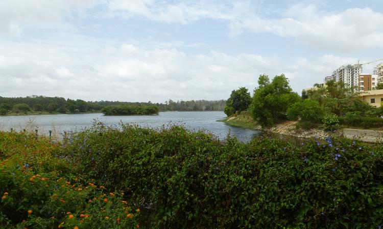 A lake once more: Kaikondarahalli Lake