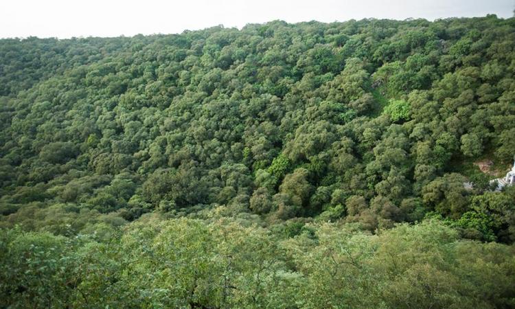 Mangar Bani, with its trees, plants, birds and animals, is an ecological hotspot but it is finding it hard to keep builders and land grabbers at bay. (Image: Pradip Krishen, Facebook)