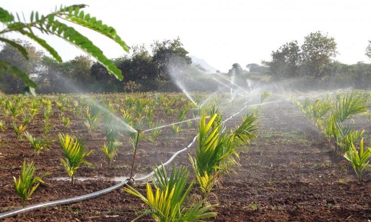 Micro-irrigation and its impact on groundwater (Image Source: India Water Portal)