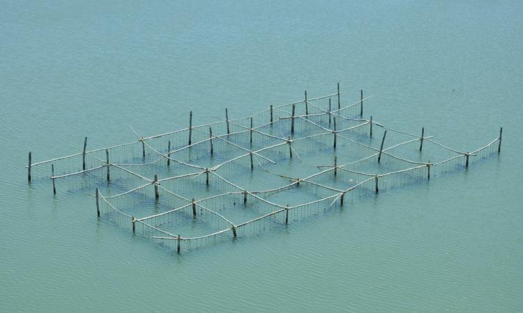 Mussel farm in Ashtamudi lake (Source: Fotokannan)