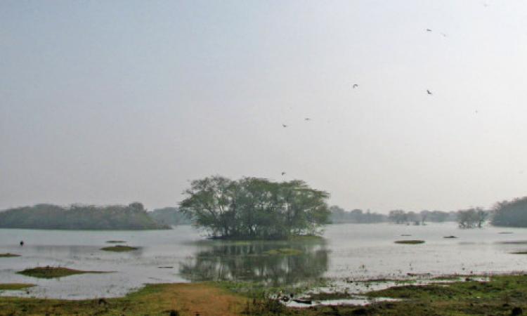 Sultanpur bird sanctuary Source: Wikipedia