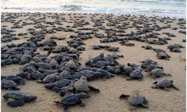 Olive Ridley sea turtles; Source: The Hindu