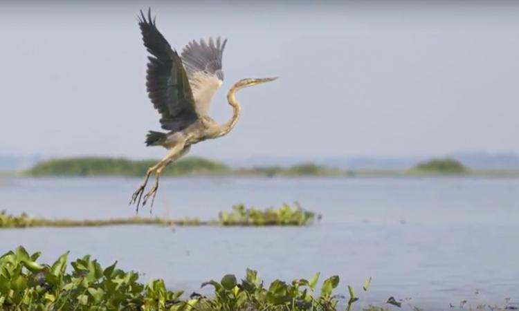 Ousteri lake (Source: Screenshot from the film Ousteri Lake)