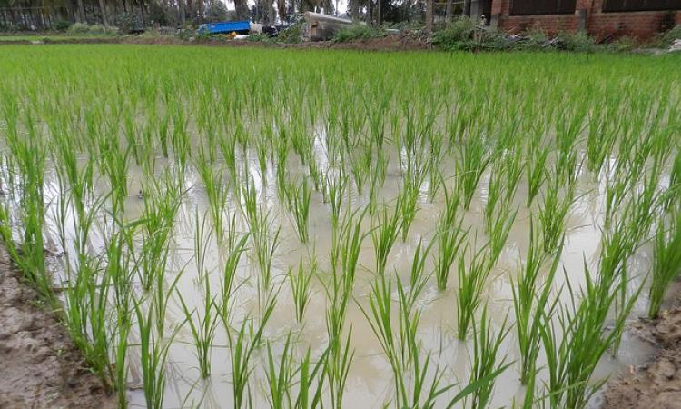 Paddy, a thirsty crop (Image Source: IWP Flickr photos)