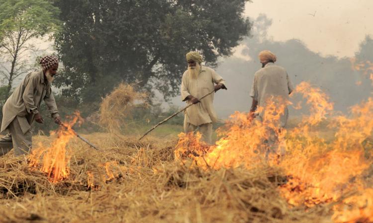 Short period between rice harvesting and sowing of wheat forces farmers to burn straw. (Source: Neil Palmer Wikimedia Commons)