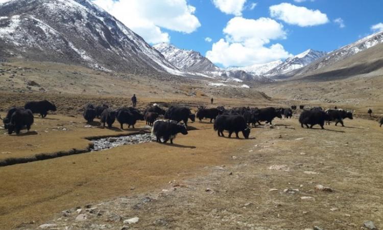 Yaks are used to very cold temperature and exhibits heat stress when the temperature increases. (Source: IWP Flickr photos)