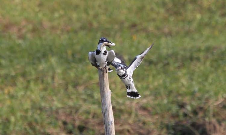 Pied kingfishers squabbling for the catch