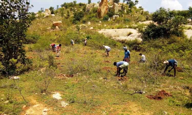 Plantation in Gomala (Image: Foundation for Ecological Security)