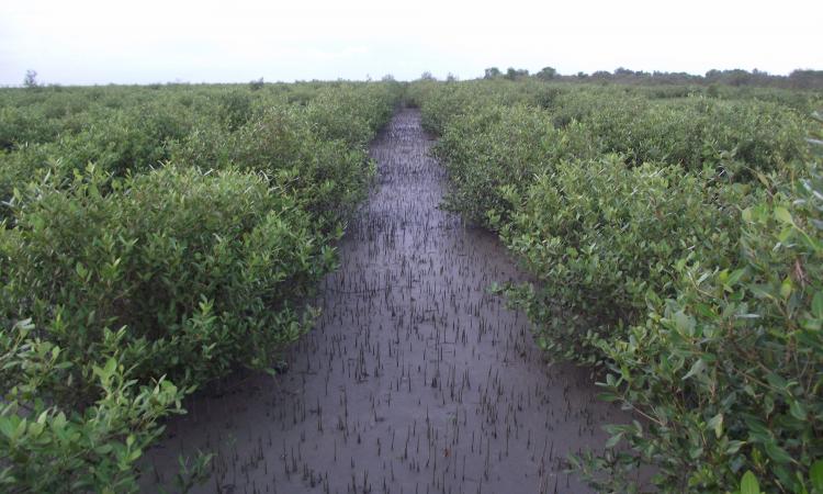 Mangroves of Sundarbans. (Source: Nature Environment & Wildlife Society - NEWS)