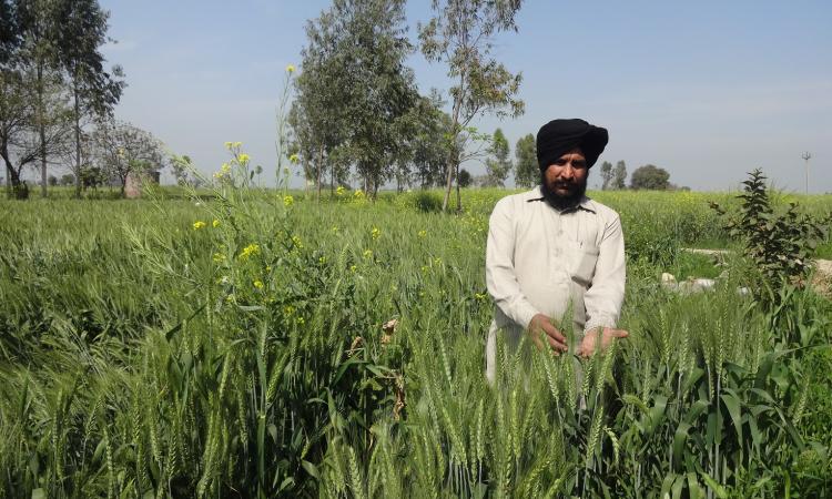 Farmer in Punjab (Source: India Water Portal)