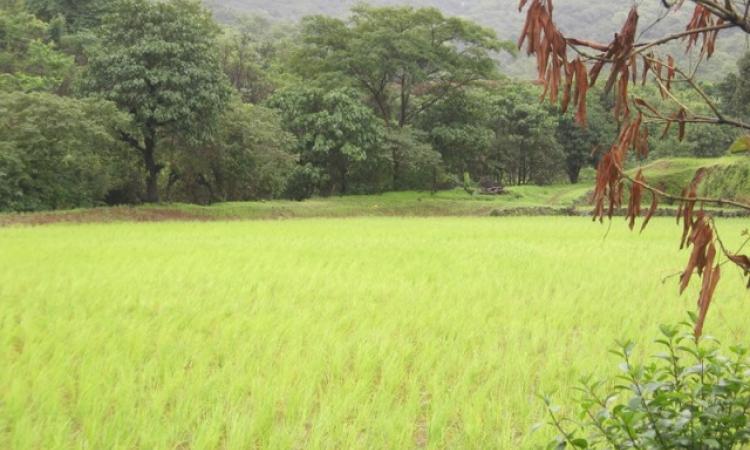 Agriculture and climate change (Source: India Water Portal)