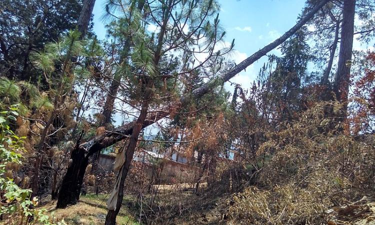 Chir pine trees felled by forest fires in Uttarakhand, 2016 (Image: Ramwik, Wikimedia Commons, CC BY-SA 3.0)