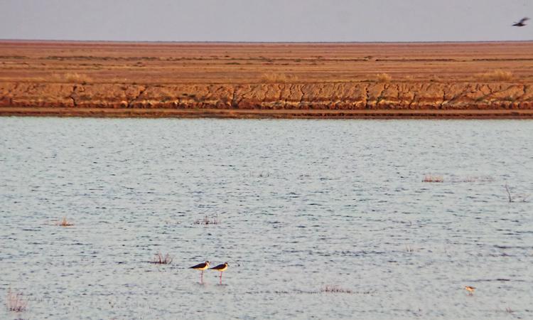 The Little Rann of Kutch (Image source: India Water Portal)