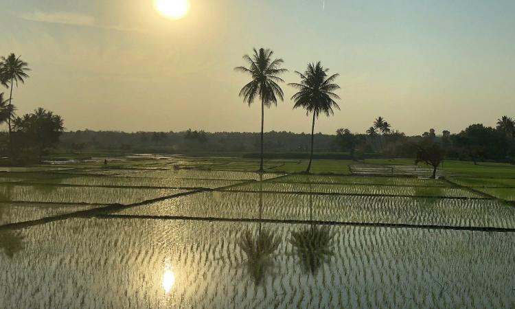 Rice field in Karnataka (Image: Guldem Ustun, Flickr Commons, CC BY 2.0)