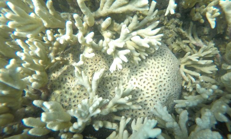 Coral Montipora Digitata. (Pic courtesy: ISW)