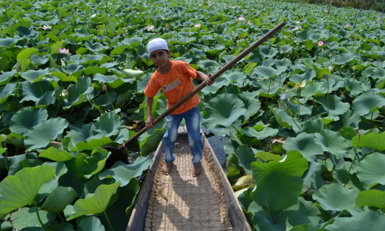 A Kashmiri boy on a boat among lotus leaves on Dal Lake. (Pic courtesy: Safeena Wani/101Reporters)