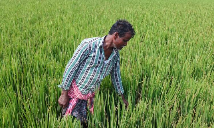 Nikhil Bagdi at his paddy field. (Photo: Gurvinder Singh)