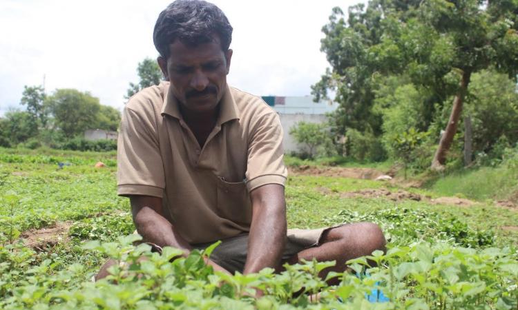 A farmer at work. (Source: SaciWATERs)