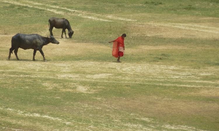 A young girl leads her buffaloes in search of water