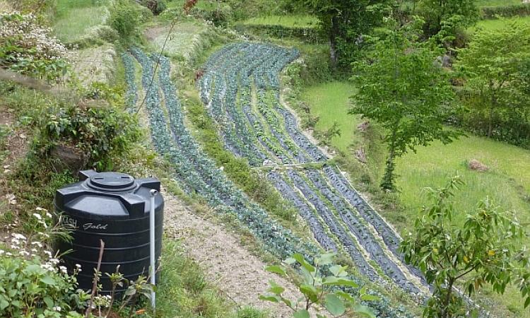 Carefully mulched and fed by drip irrigation